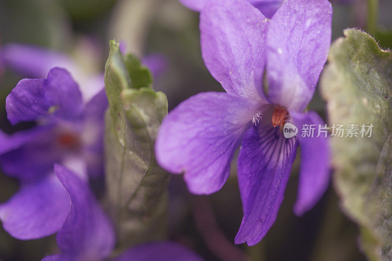 特写的甜紫罗兰，Viola odorata，德国，黑森